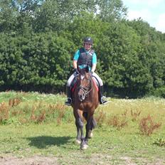 Dansk Varmblod Adriana