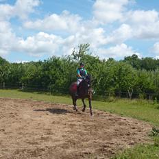 Dansk Varmblod Adriana