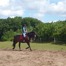 Dansk Varmblod Adriana