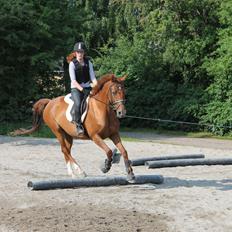 Dansk Varmblod Tonada -Lava