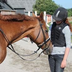 Dansk Varmblod Tonada -Lava