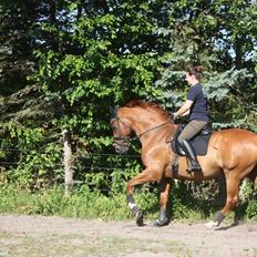 Dansk Varmblod Lathin