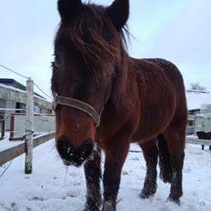 Anden særlig race charmer <3