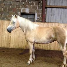 Haflinger Zira M. H.