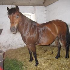 Anden særlig race Lotte<3<3(skinkelynet)