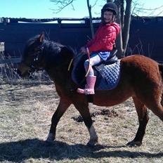 Anden særlig race Cesse (jenny)