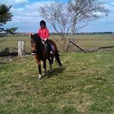 Anden særlig race Cesse (jenny)