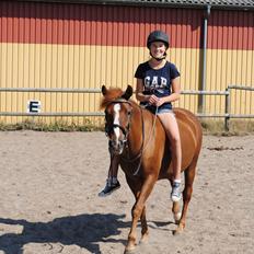 New Forest Athene Hippios