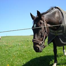 Dansk Varmblod Thunder Fairy