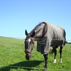 Dansk Varmblod Thunder Fairy