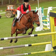 Arabisk fuldblod (OX) Lynet OX