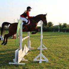 Arabisk fuldblod (OX) Lynet OX