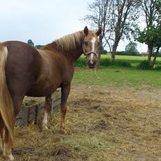 Palomino Golden Evolet