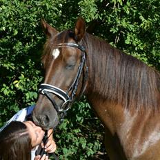 Anden særlig race Marielunds Faiht!<3 My Soulmate!<3