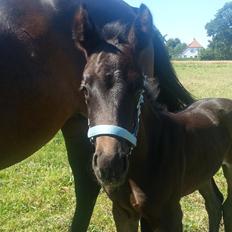 Anden særlig race Musique-Girl
