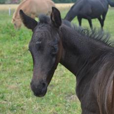 Anden særlig race Musique-Girl