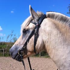 Fjordhest Shrek aka Dværgen