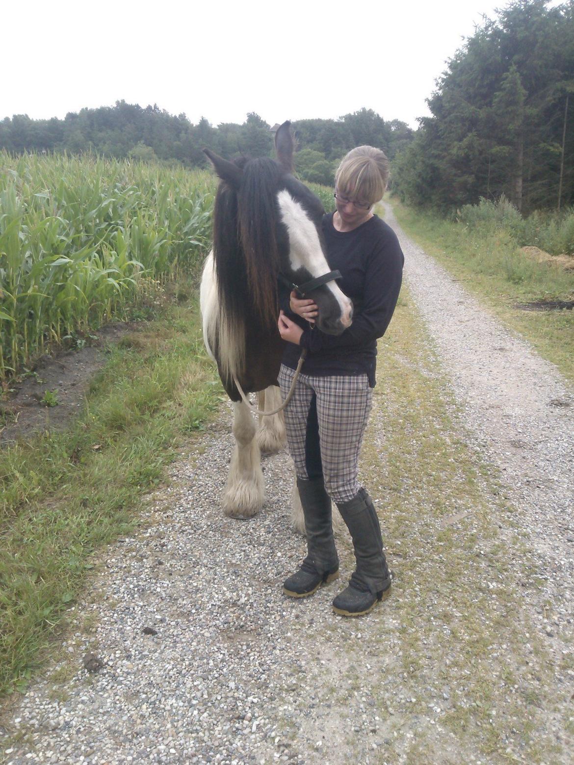 Irish Cob Walter  billede 13