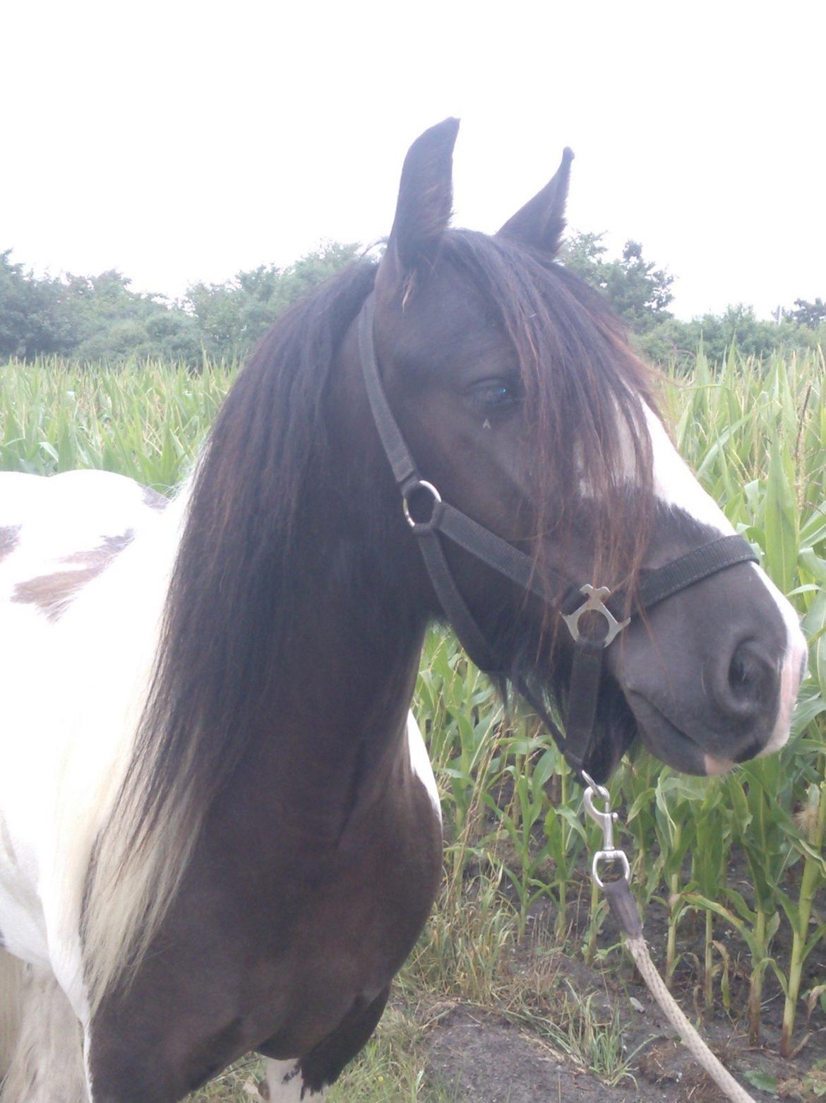 Irish Cob Walter  billede 5