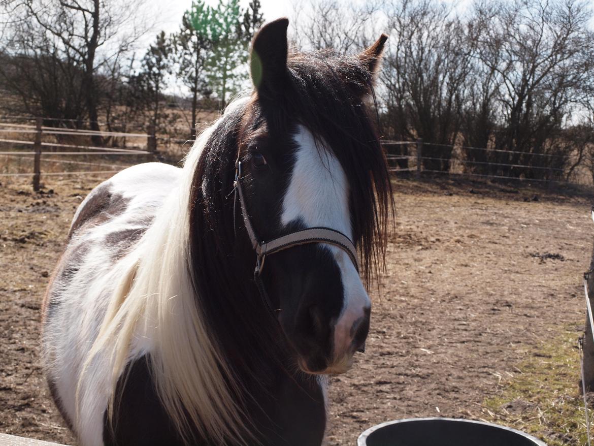 Irish Cob Walter  billede 12