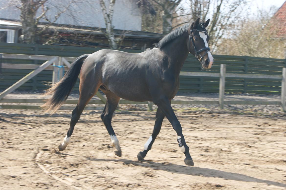 Trakehner Helmuth von hestebjerggaard - Helmuth april 2013
 billede 13