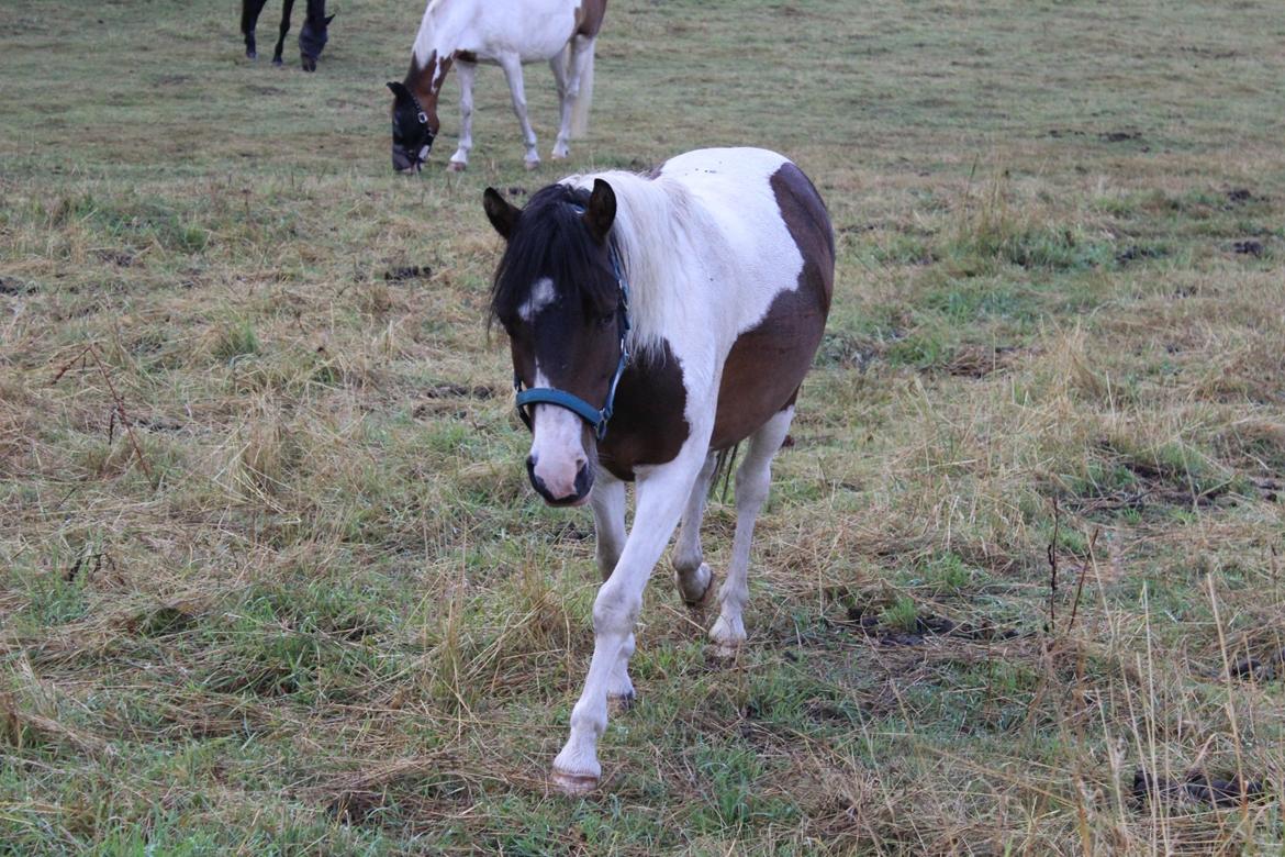 Anden særlig race Jack (savnet) billede 20