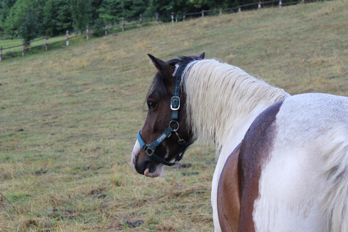 Anden særlig race Jack (savnet) billede 34