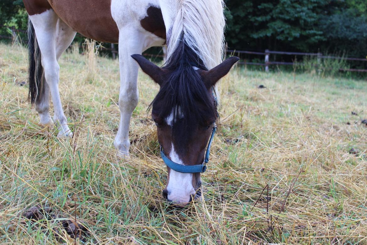 Anden særlig race Jack (savnet) billede 23