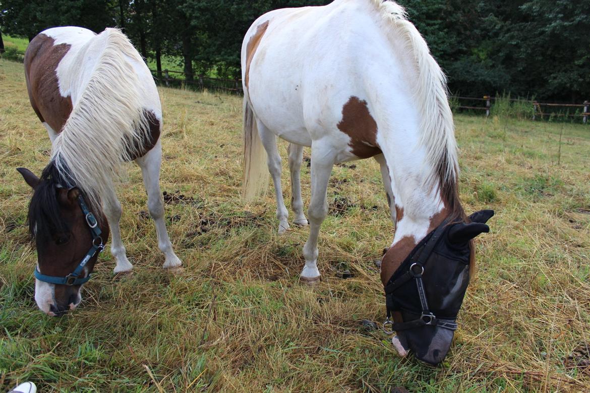 Anden særlig race Jack (savnet) - Jack og Freja <3 billede 31
