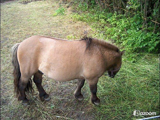 Shetlænder Bettemand (Bette) - Jeg gider ikke lige nu billede 2