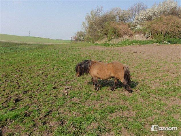 Shetlænder Bettemand (Bette) - jeg må væk billede 3