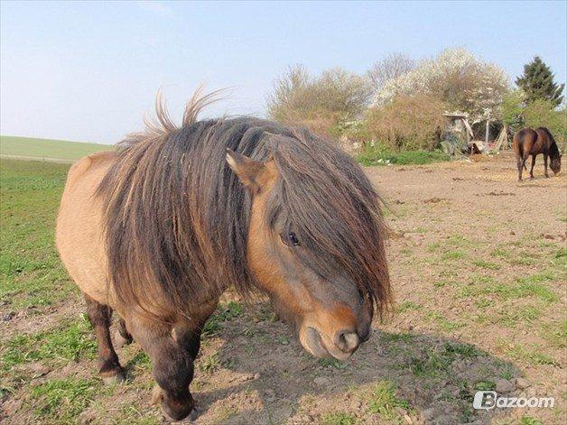 Shetlænder Bettemand (Bette) - hej kamera billede 4
