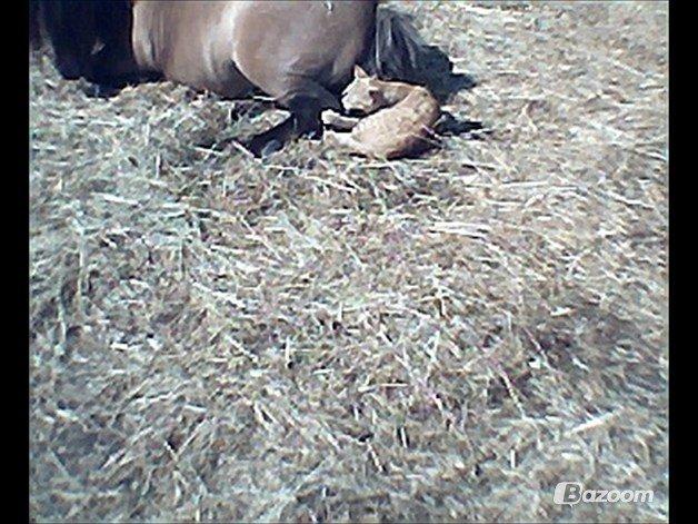 Shetlænder Bettemand (Bette) billede 5