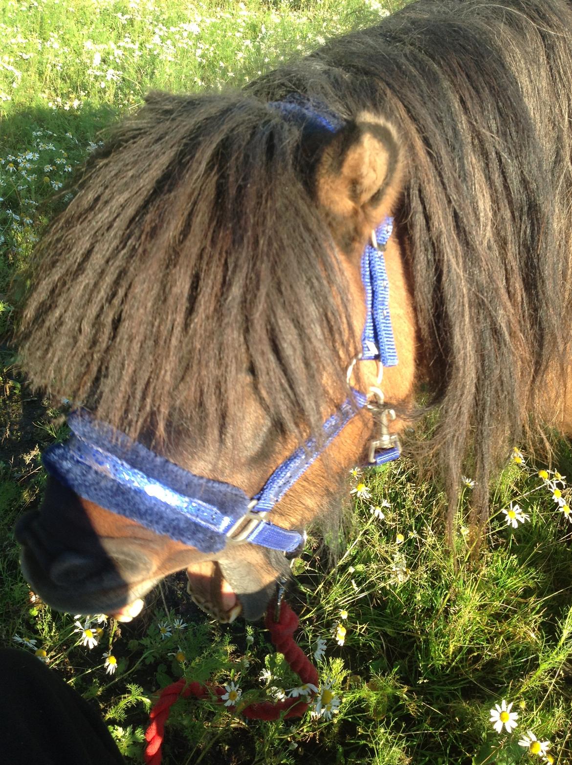 Shetlænder Bettemand (Bette) - Jeg er træt billede 1