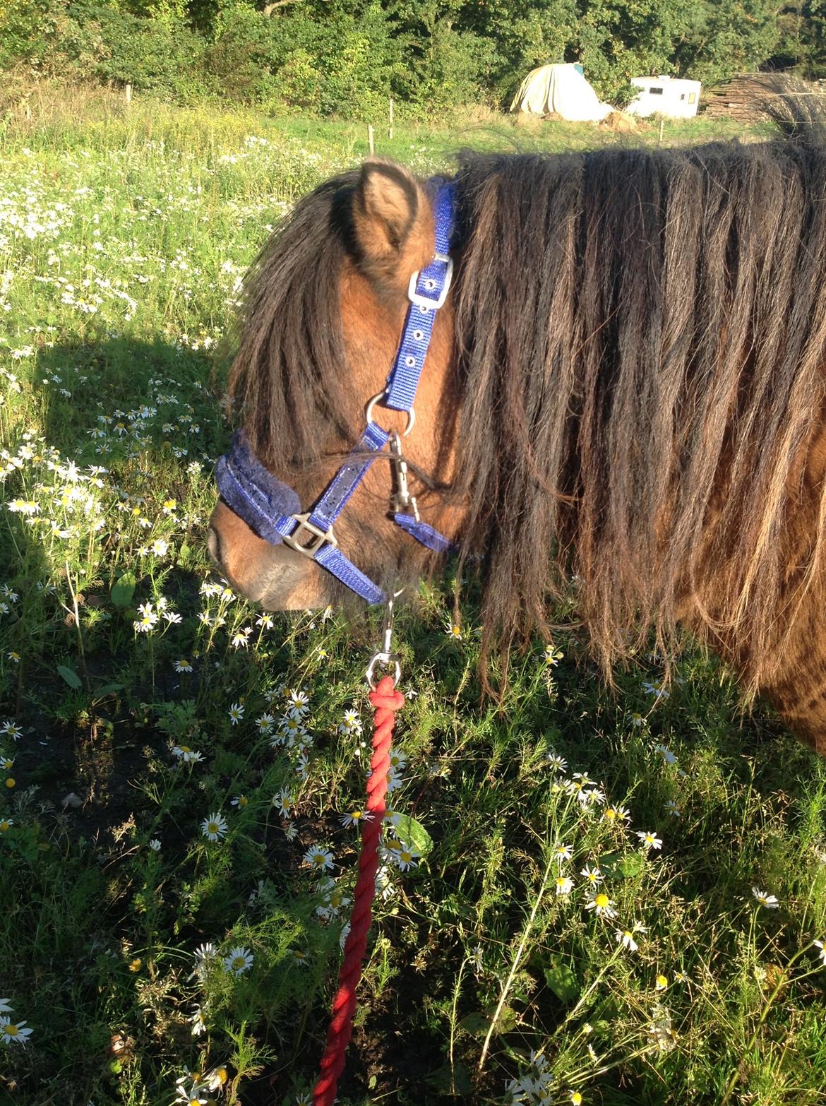 Shetlænder Bettemand (Bette) - se flotte mig i min nye grime billede 6