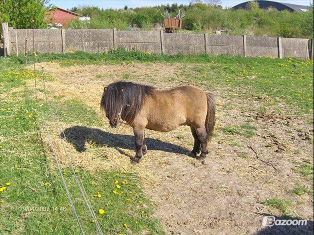 Shetlænder Bettemand (Bette) - Hvad glor du på billede 7
