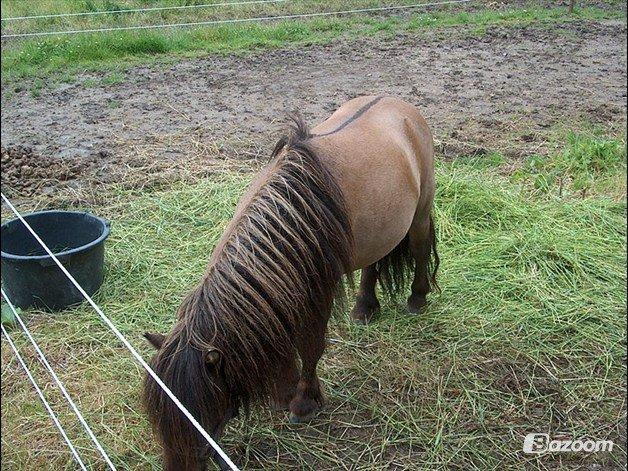 Shetlænder Bettemand (Bette) - gras er det bedste jeg ved billede 8