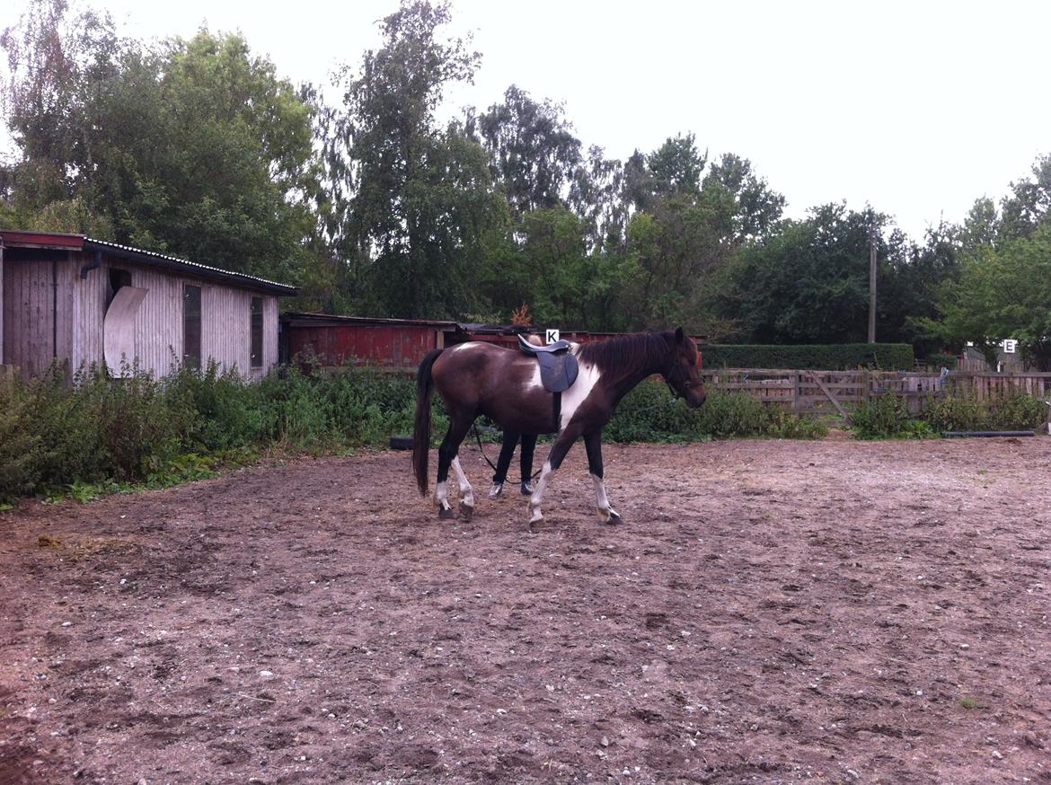 Anden særlig race Tarzan "solgt" billede 8