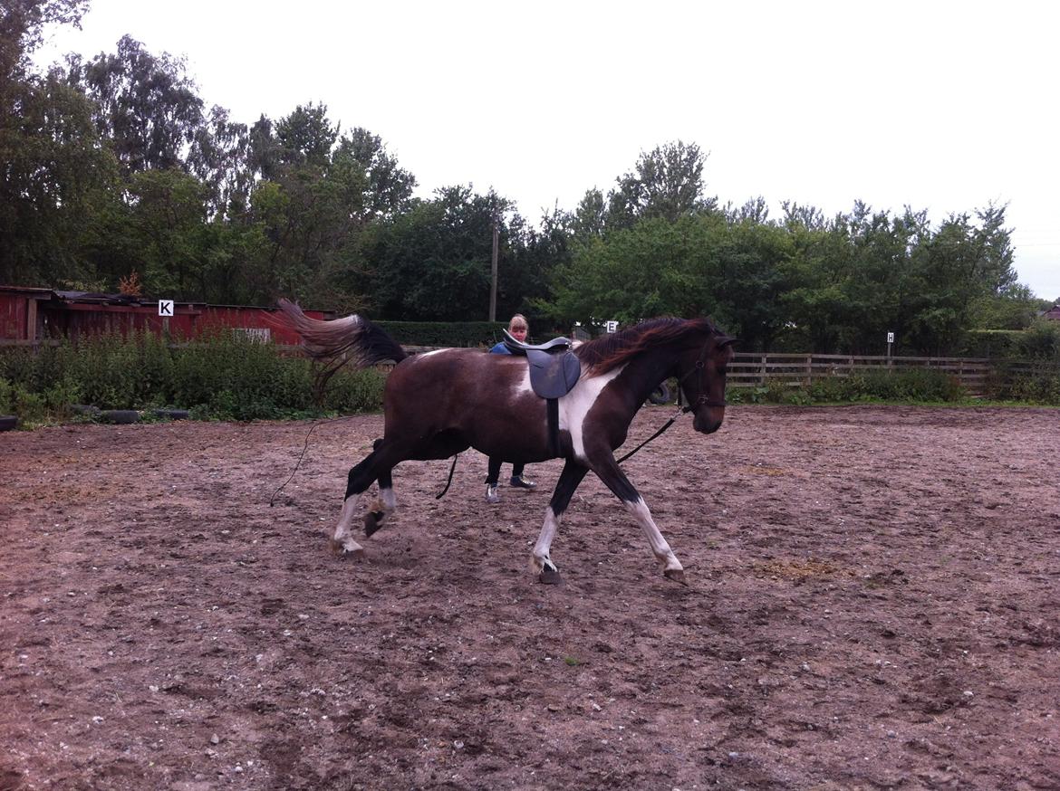 Anden særlig race Tarzan "solgt" billede 1