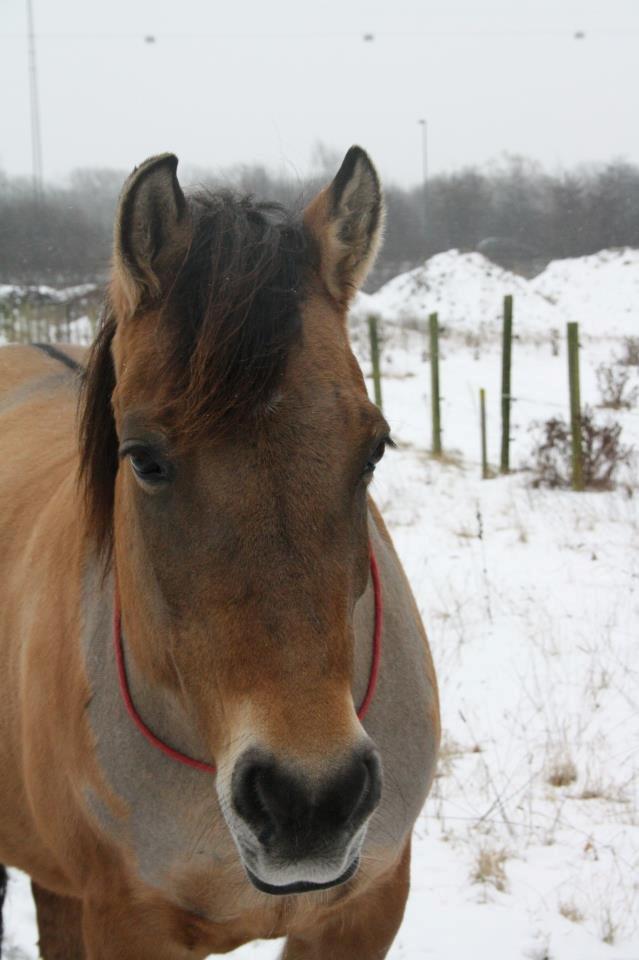 Anden særlig race La Chevalle billede 2