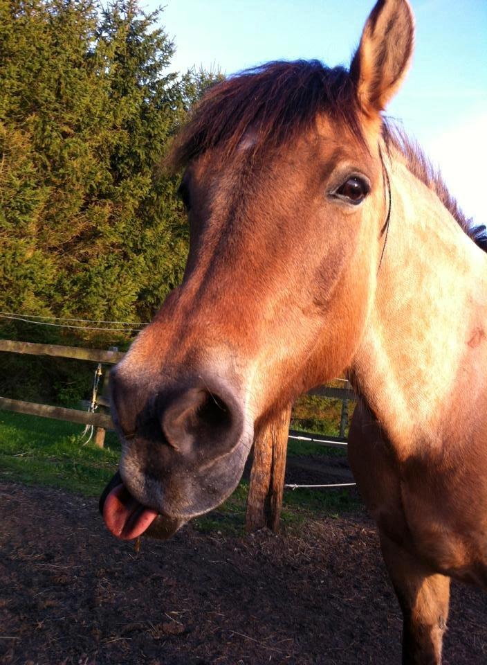 Anden særlig race La Chevalle billede 4