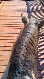 Anden særlig race La Chevalle billede 5