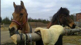 Anden særlig race La Chevalle - Der gøres klar til ridetur med søde Valle og Aska! billede 6