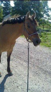 Anden særlig race La Chevalle billede 1