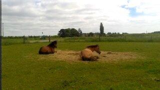 Anden særlig race La Chevalle billede 7