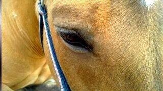 Anden særlig race La Chevalle billede 8