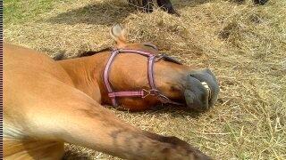 Anden særlig race La Chevalle - Jeg sad ved Valle på folden en morgen hun lå det.. Hun faldt næsten helt i søvn mens jeg kløede hende bag ørene - så skubbede jeg lidt til hende, og så lagde hun sig helt ned :P billede 9