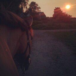 Anden særlig race La Chevalle - Aften gå-tur :) billede 10