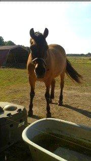 Anden særlig race La Chevalle billede 11