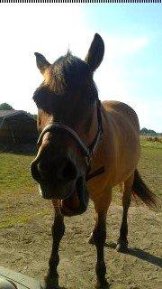 Anden særlig race La Chevalle billede 12